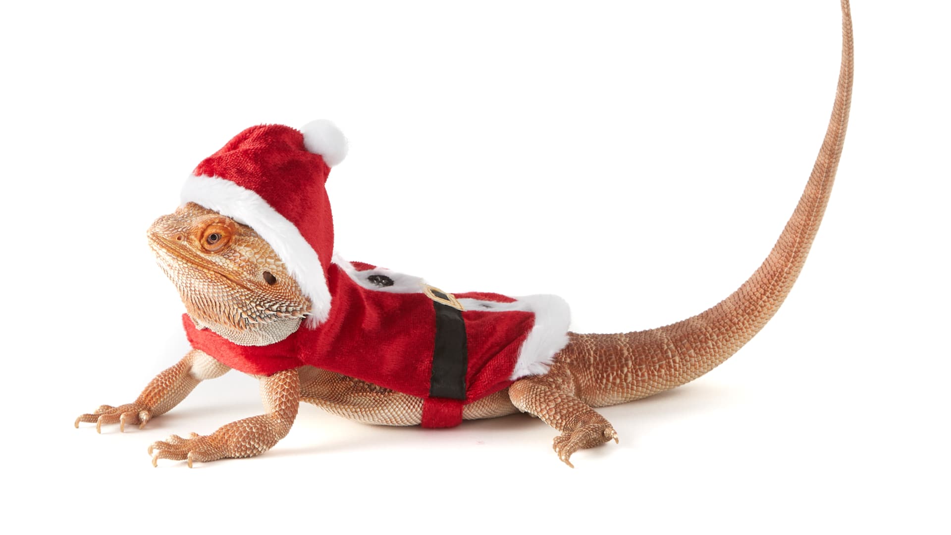 PetSmart has a wide range of seasonal pet gifts and costumes, including some for bearded dragons.