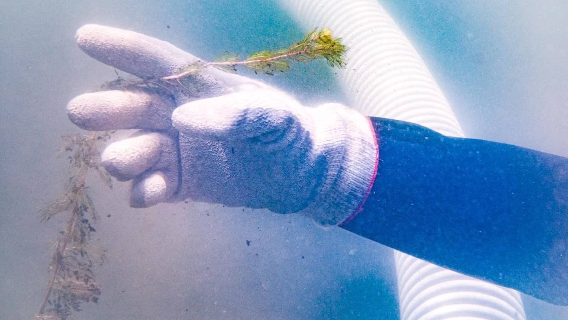 Milfoil is manually extracted during an underwater dive at Green Pond Lake.