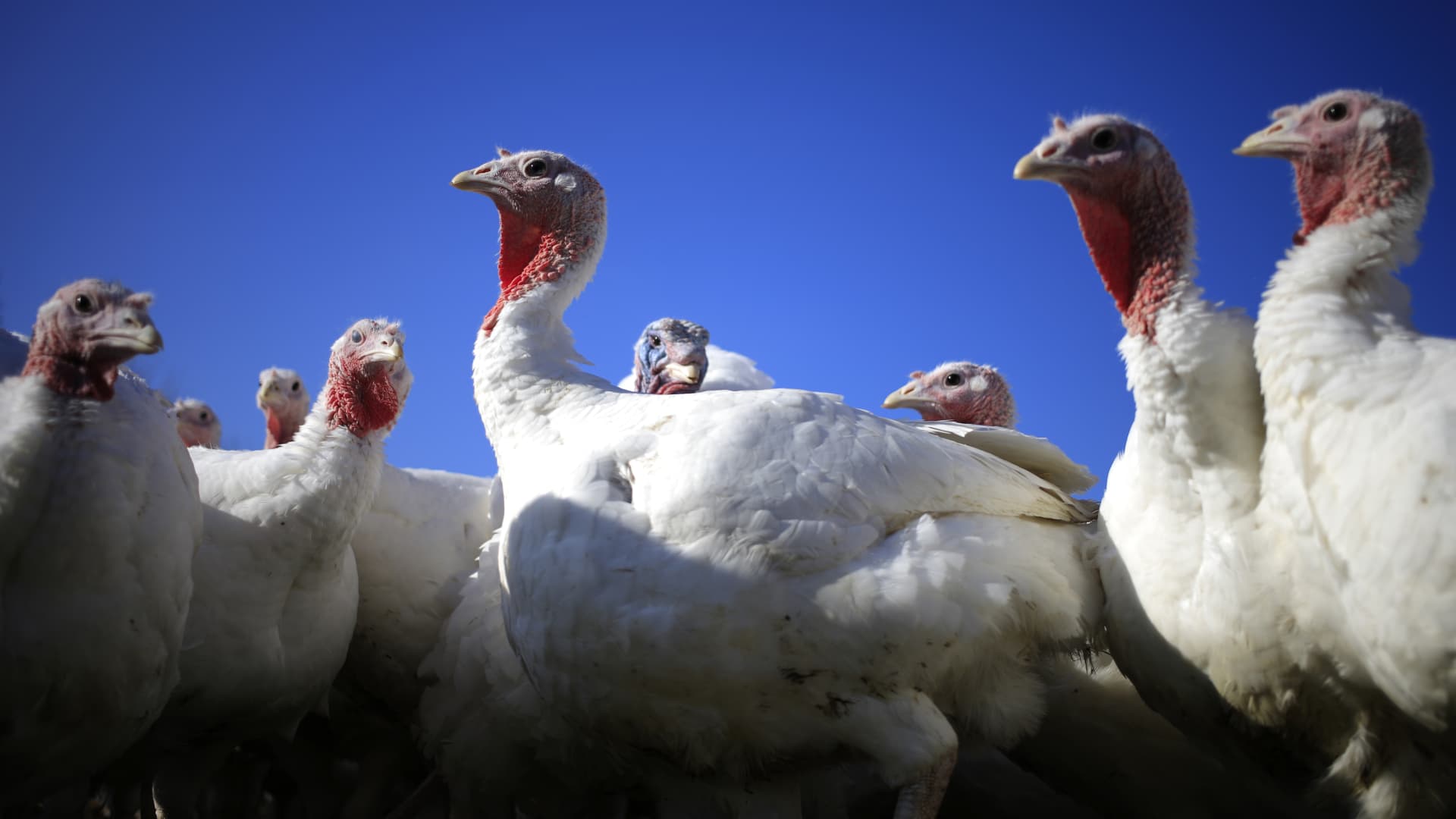 Turkey prices up 73% due to factors like avian flu