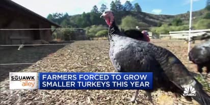 Farmers are being forced to grow smaller turkeys this year — Here's what business has been like