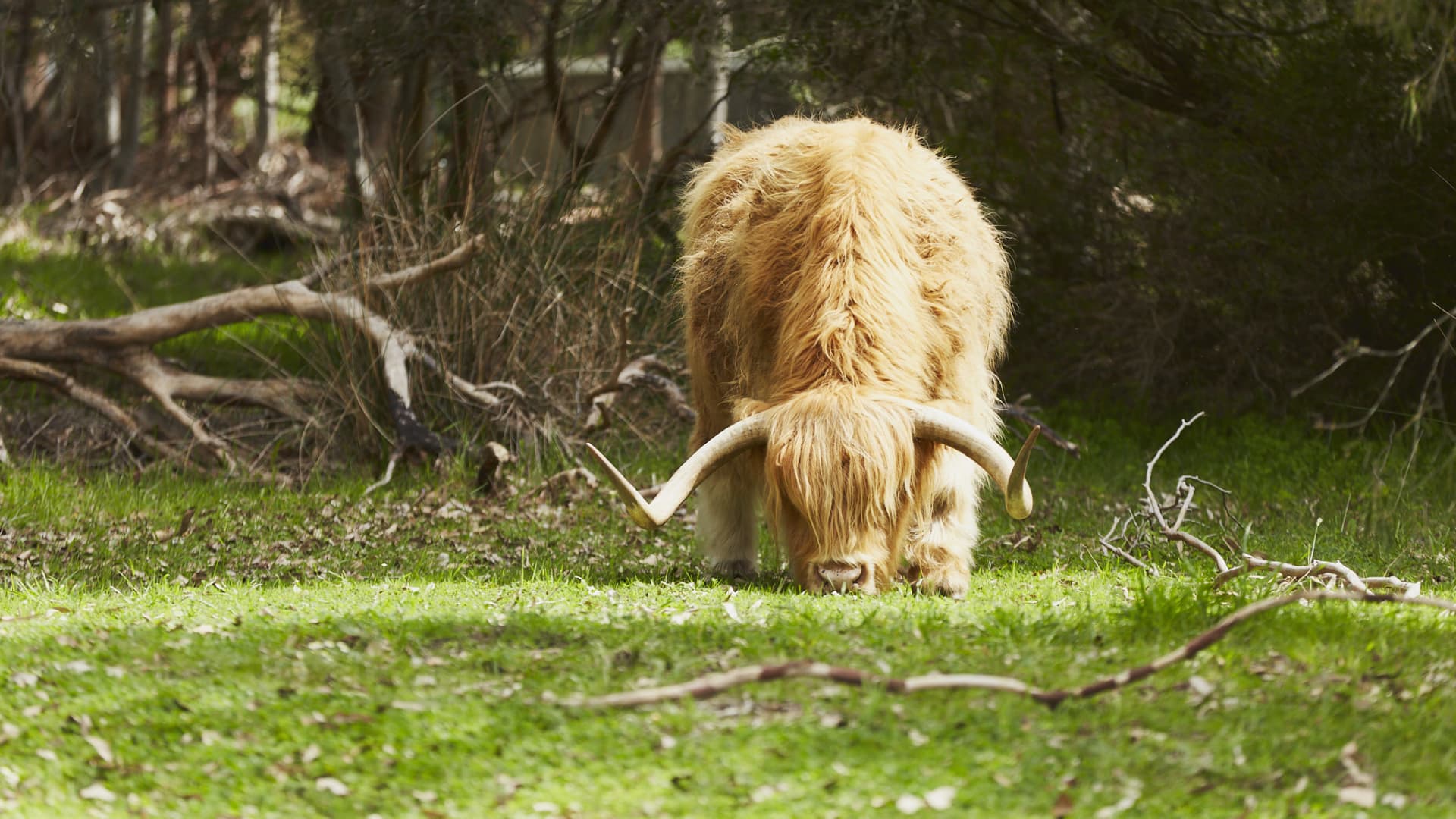 A Highland cow at Windows Estate winery.