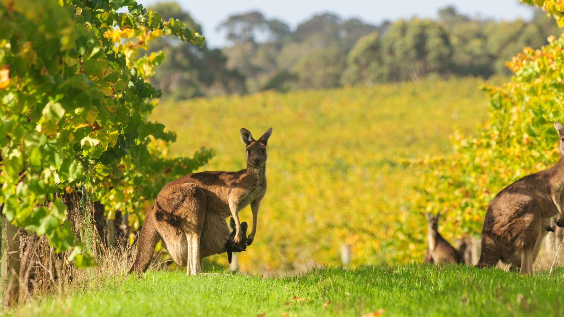 Kangaroos grazing in vineyards in Margaret River, Western Australia.
