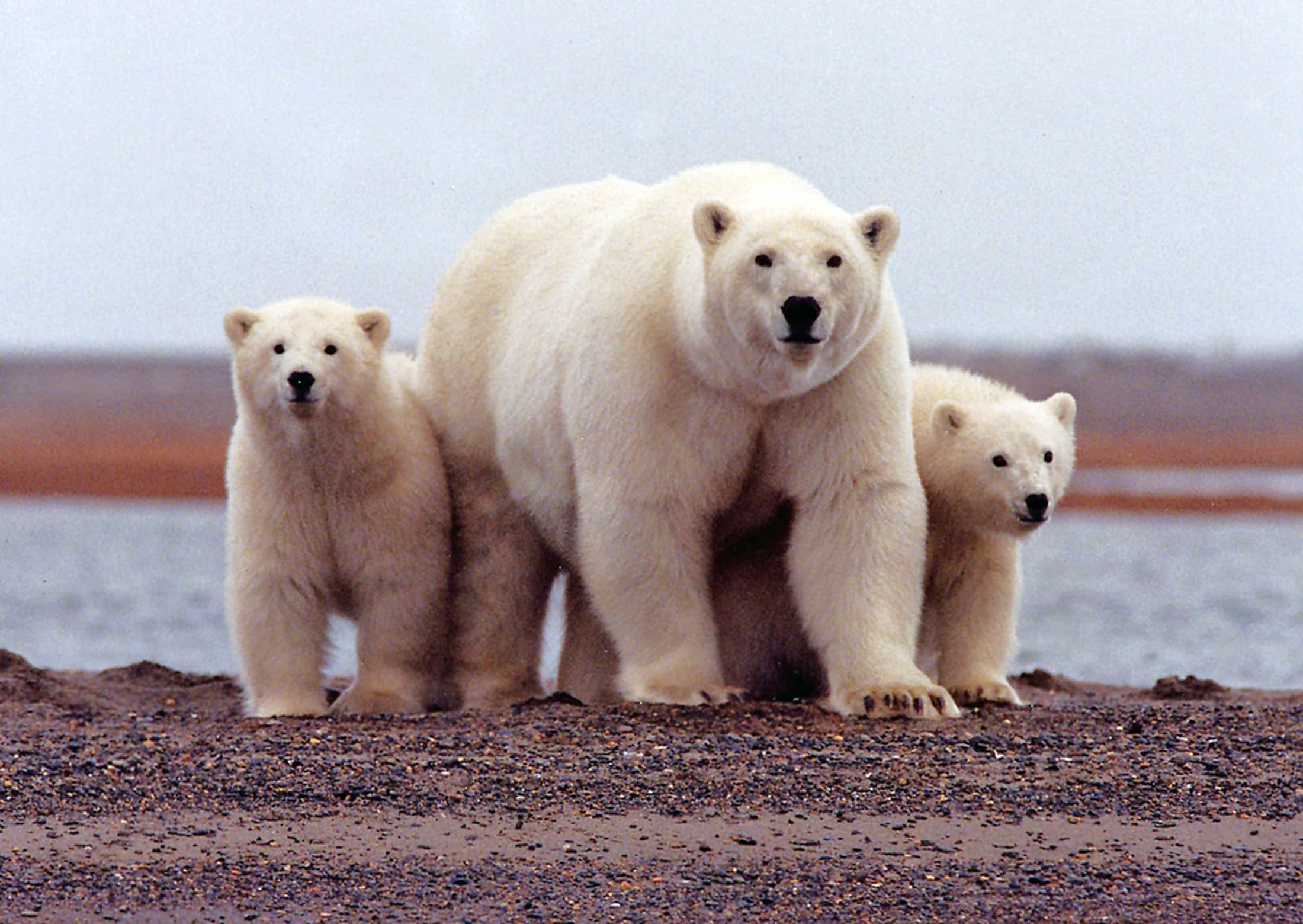 arctic national wildlife refuge oil drilling pros