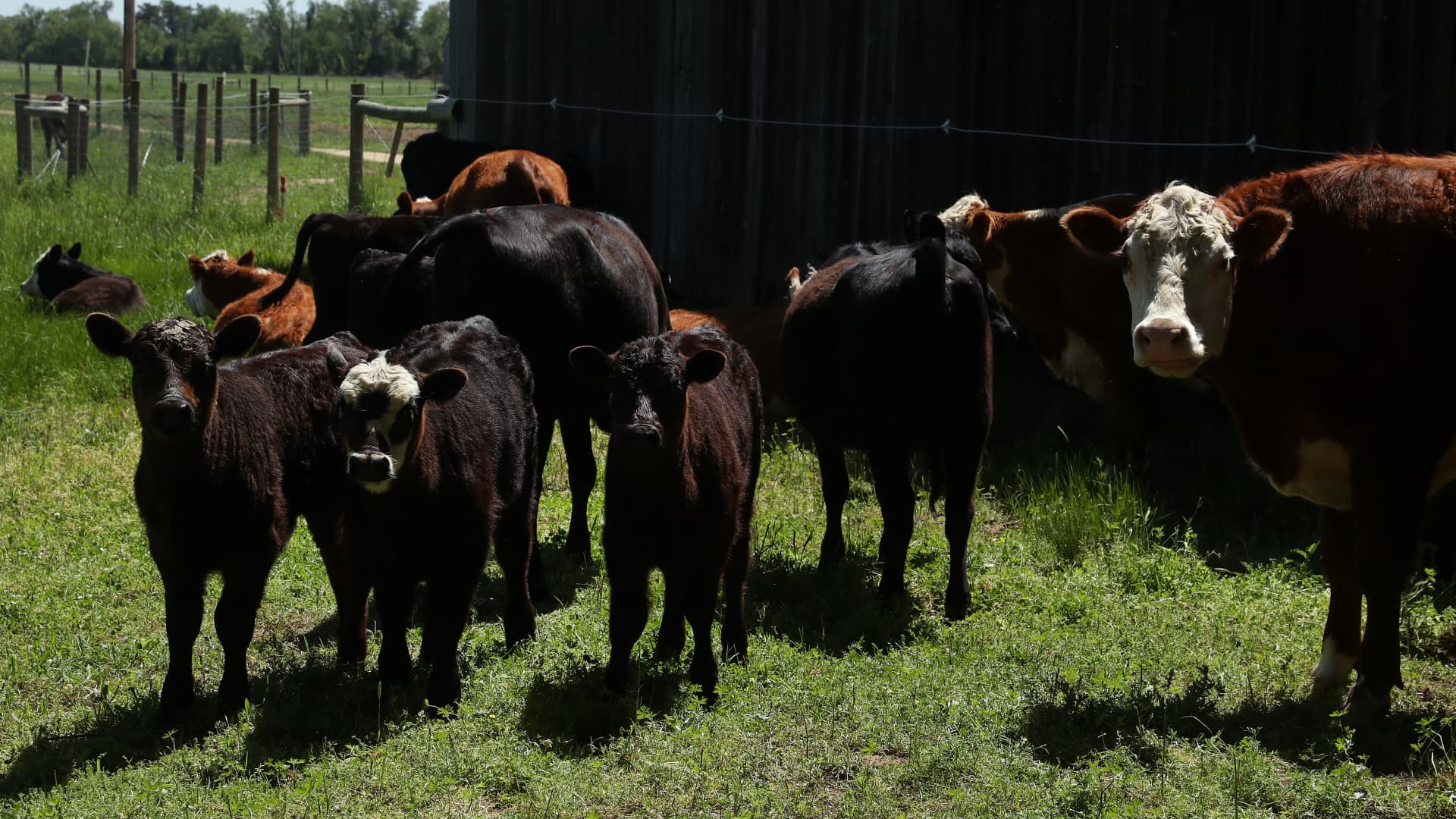 A herd of beef cattle gather in the shade of old barn on May 4, 2020 in Owings, Maryland.