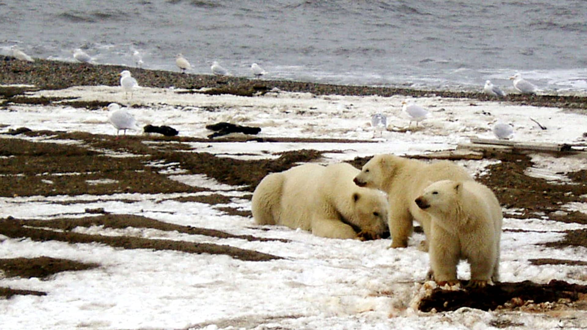 A polar bear sow and two cubs are seen on the Beaufort Sea coast within the 1002 Area of the Arctic National Wildlife Refuge.