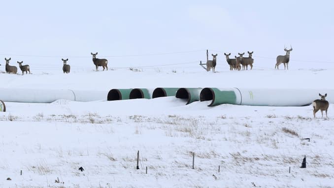 Deer gather at a depot used to store pipes for the planned Keystone XL oil pipeline in Gascoyne, North Dakota, January 25, 2017.