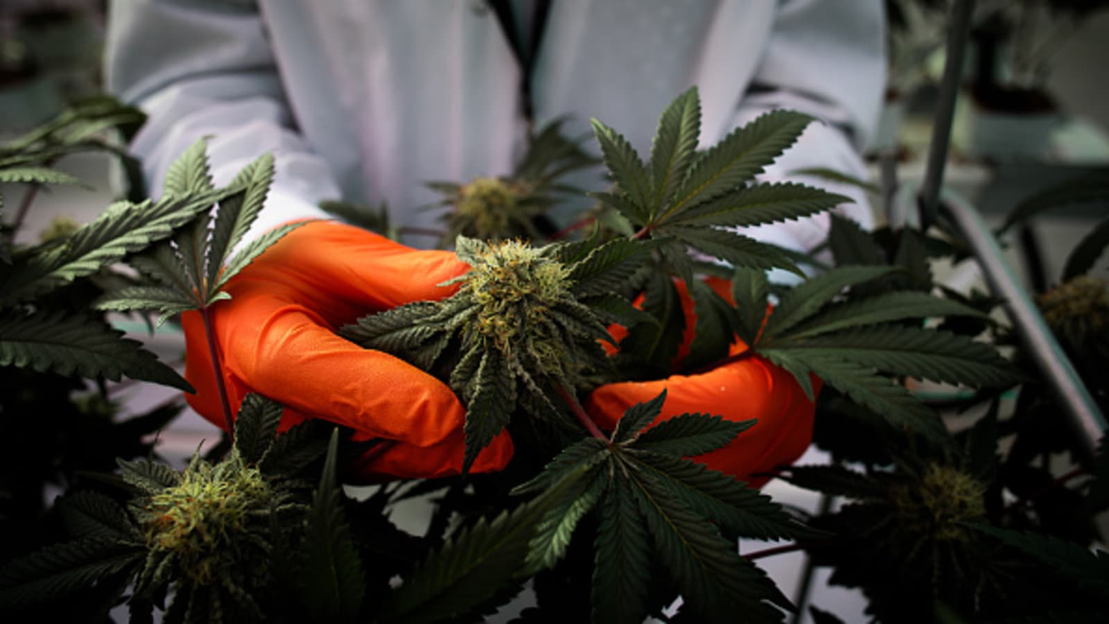 Cannabis stocks show record slump as legalization prospect dims
