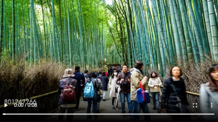 Japan's bamboo forest: What Arashiyama Bamboo Grove really looks like