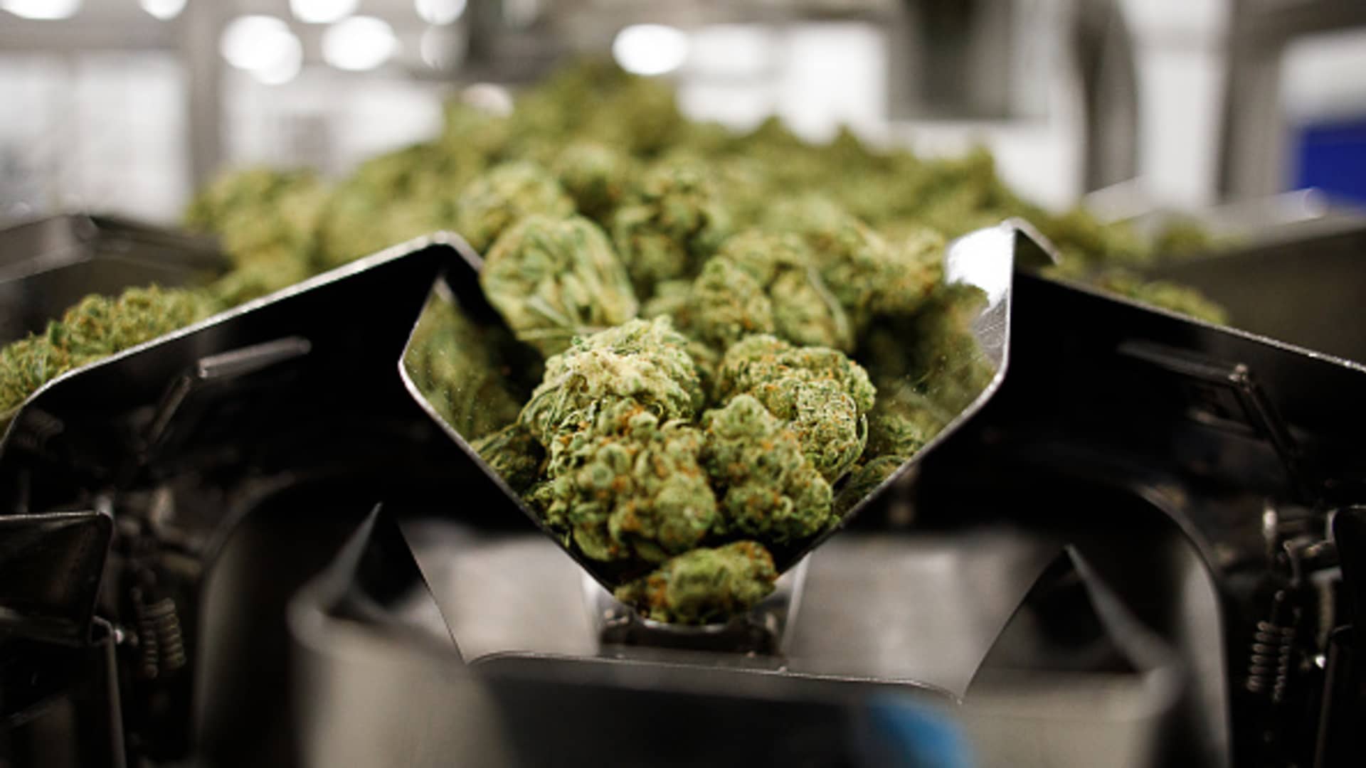 Dry cannabis flowers inside the packaging room at the Aphria Inc. Diamond facility in Leamington, Ontario, Canada, on Wednesday, Jan. 13, 2021.