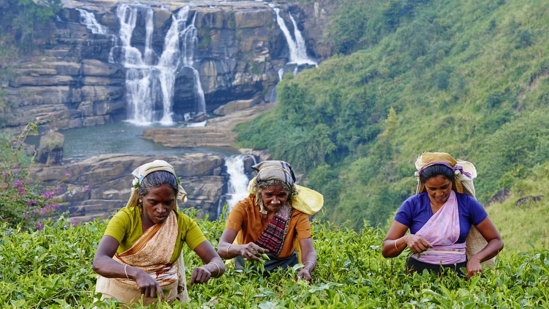 Women pick tea near the town of Nuwara Eliya in central Sri Lanka.