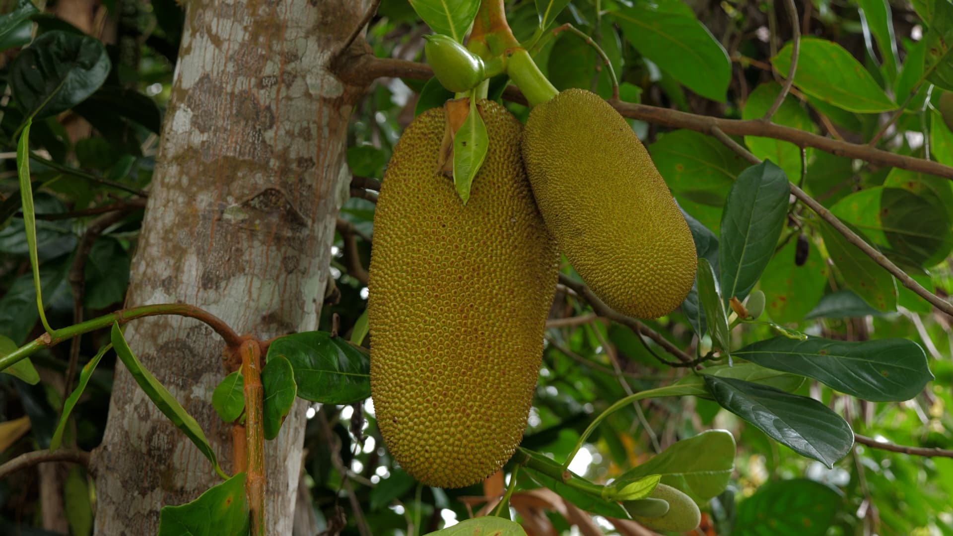 Jackfruit is commonly used in many South and Southeast Asian dishes.