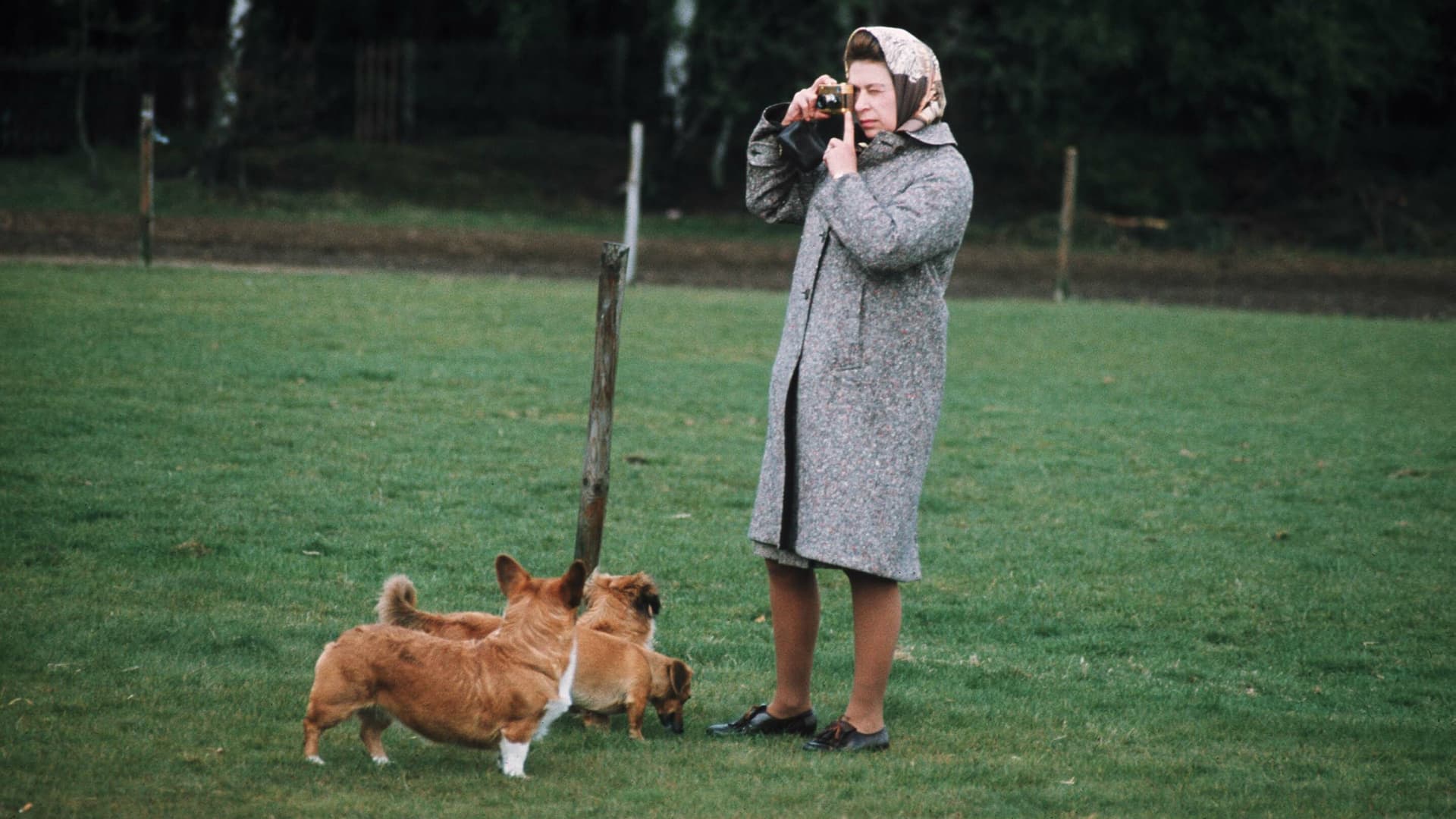 Queen Elizabeth takes a photograph while with her corgis at Windsor Park in 1960 in Windsor, England.