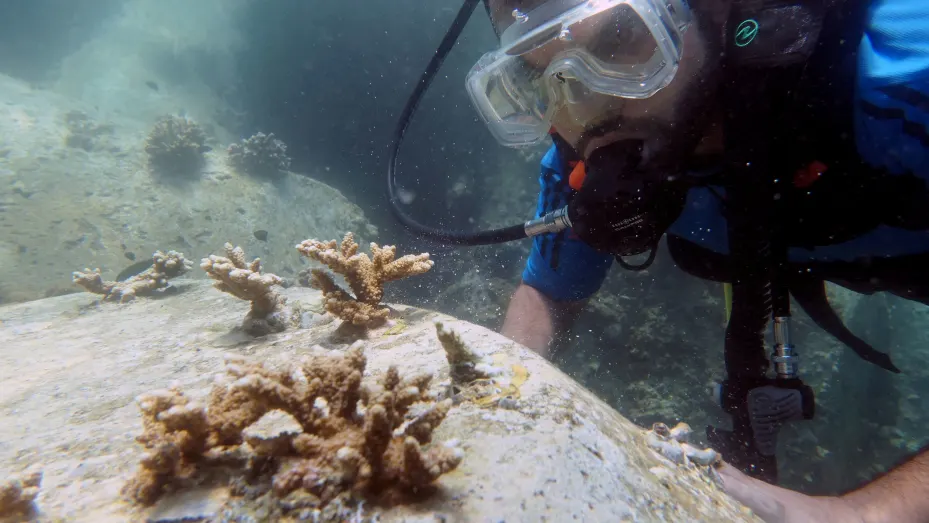 A diver inspects transplanted coral near Dibba Port in Fujairah, United Arab Emirates, June 15, 2020.