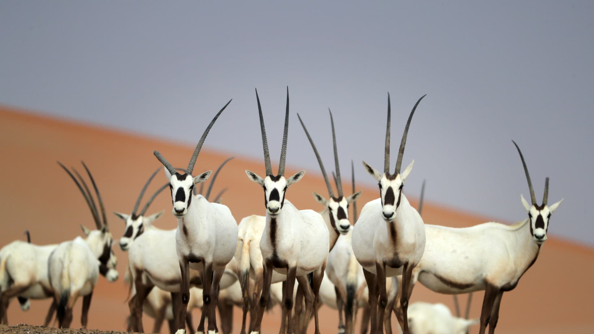 The Arabian Oryx Sanctuary is still on UNESCO's World Heritage website, though it bears a prominent strikethrough through the site name.