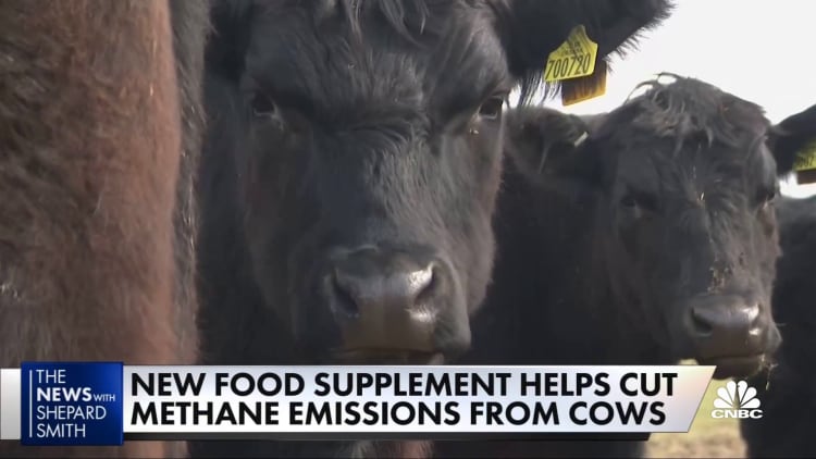 New food supplement helps cut methane emissions from cows