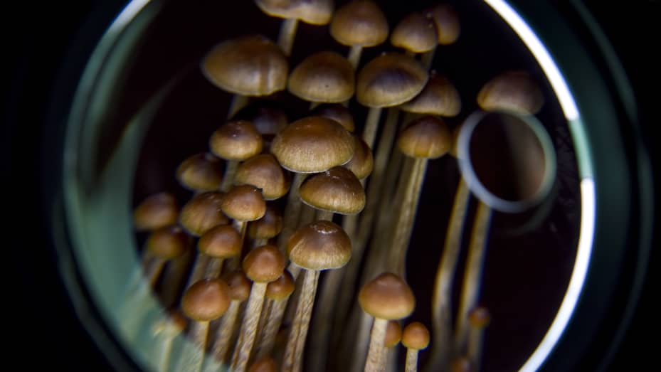 Medicinal uses for psilocybin include depression, PTSD and other mental disorders, and as more clinical data comes in, a recent spate of public offering has raised billions of dollars for the emerging mental health field.