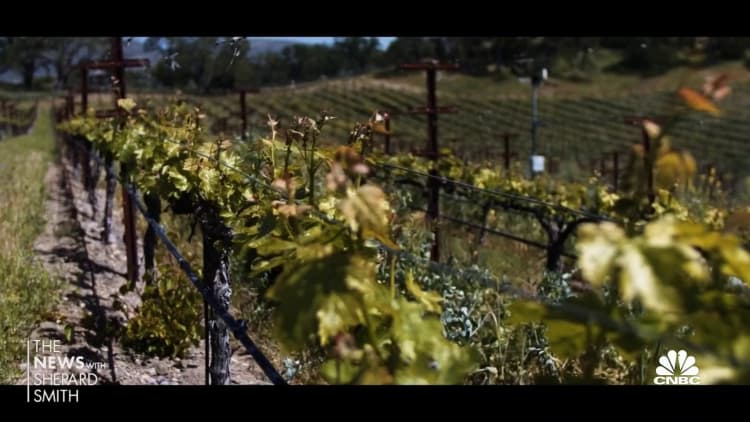 Warming climate and wildfires devastate California vineyards