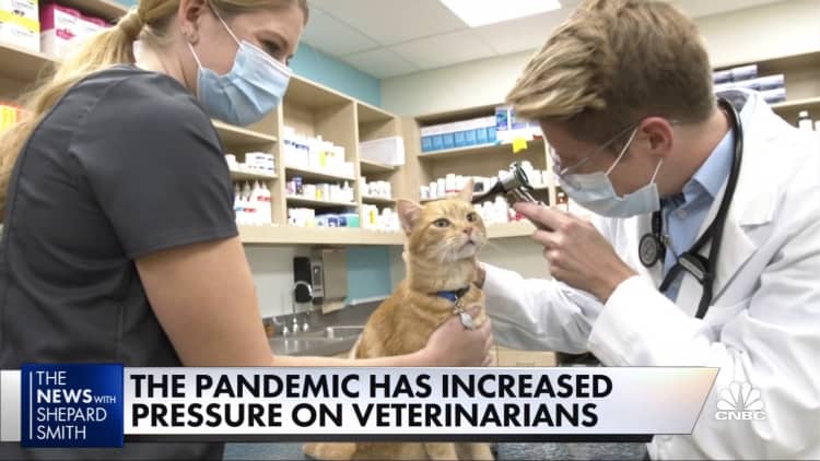 Veterinarians backlogged and burned out amid Covid pandemic pet boom
