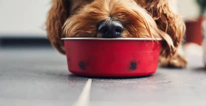 Best dog food to buy? For climate change, it may be bug-based