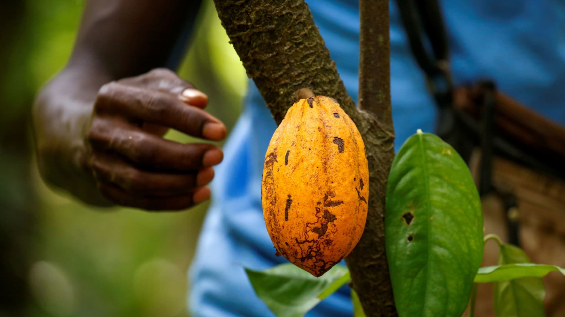 A farmer prepares to collect a cocoa pod at a cocoa farm in Alepe, Ivory Coast, on Dec. 7, 2020.