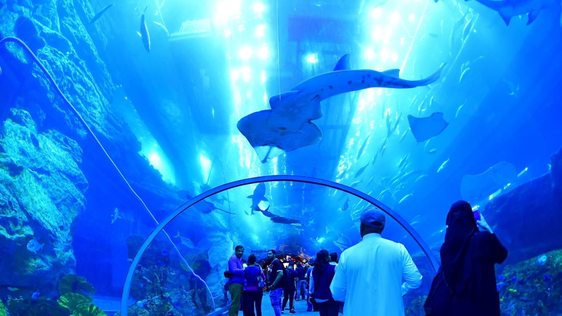The record-breaking Dubai Mall is also home to the world's largest shopping mall aquarium, where visitors can cage snorkel and dive with sharks.