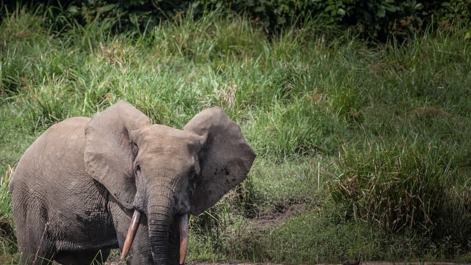 An African forest elephant is seen in Ivindo National Park on April 26, 2019.