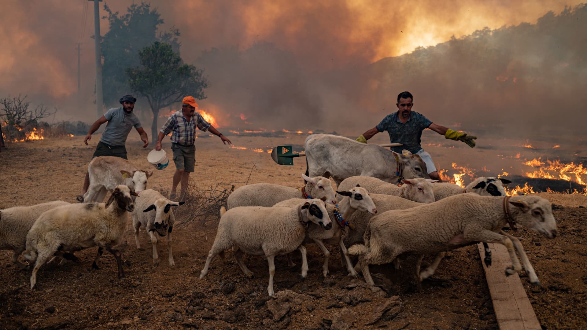 Men gather sheeps to take them away from an advancing fire on August 2, 2021 in Mugla, Marmaris district, as the European Union sent help to Turkey and volunteers joined firefighters in battling a week of violent blazes that have killed eight people.