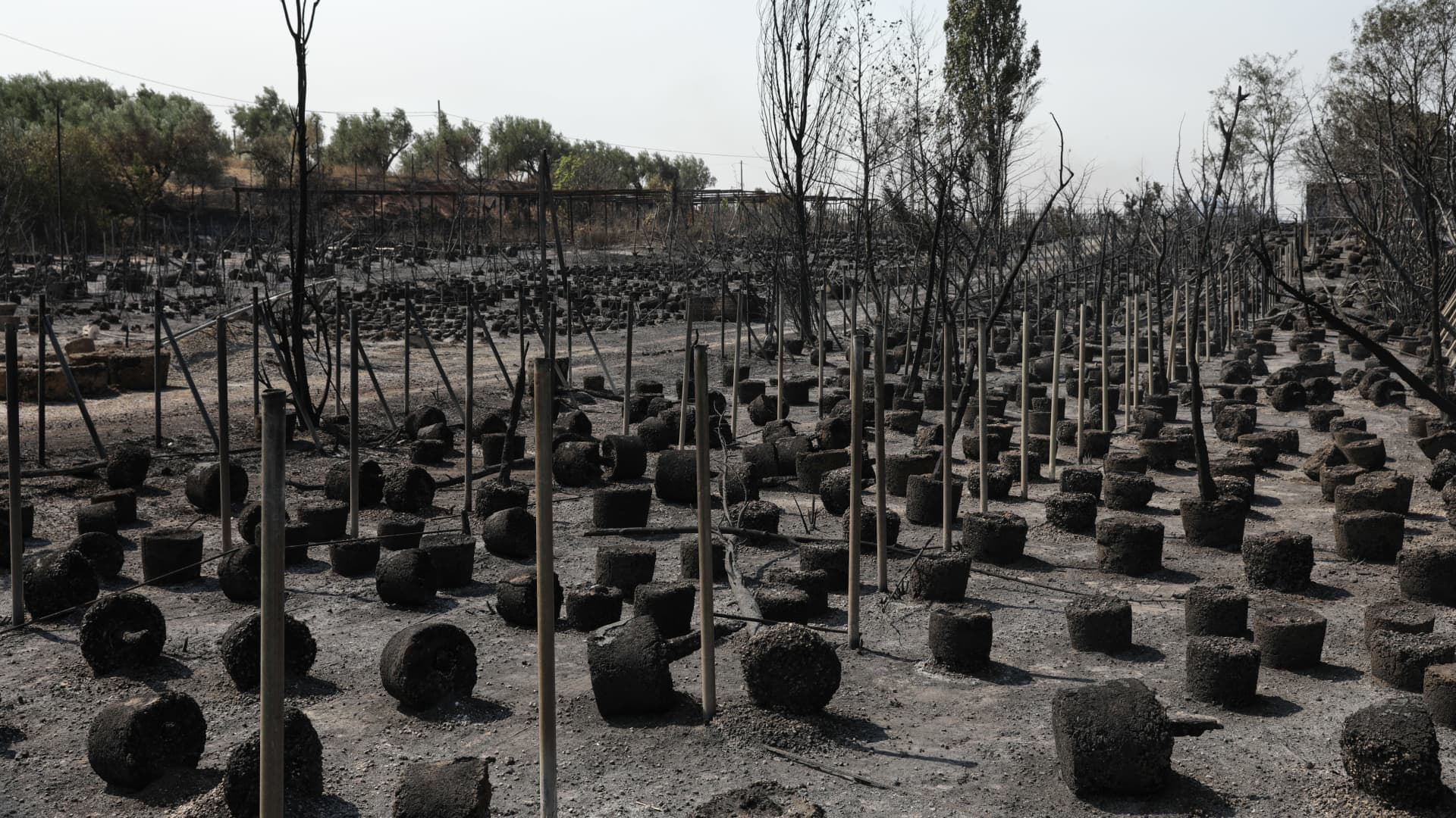 Burnt plant bulbs in a nursery following wildfires in Agios Stefanos on the outskirts of Athens, Greece, on Saturday, Aug. 7, 2021.