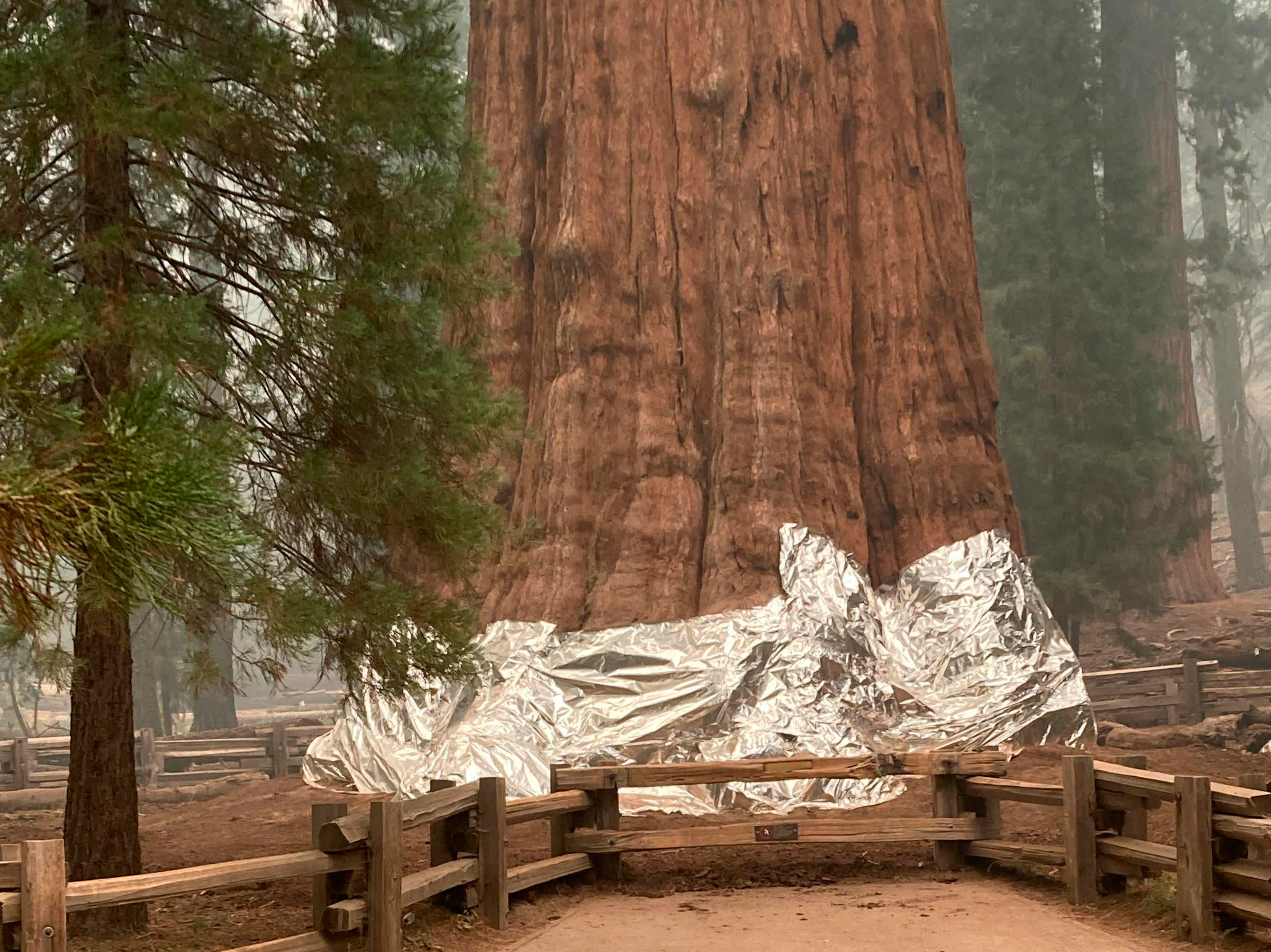 California firefighters wrap base of world's largest tree in fireproof blankets ..