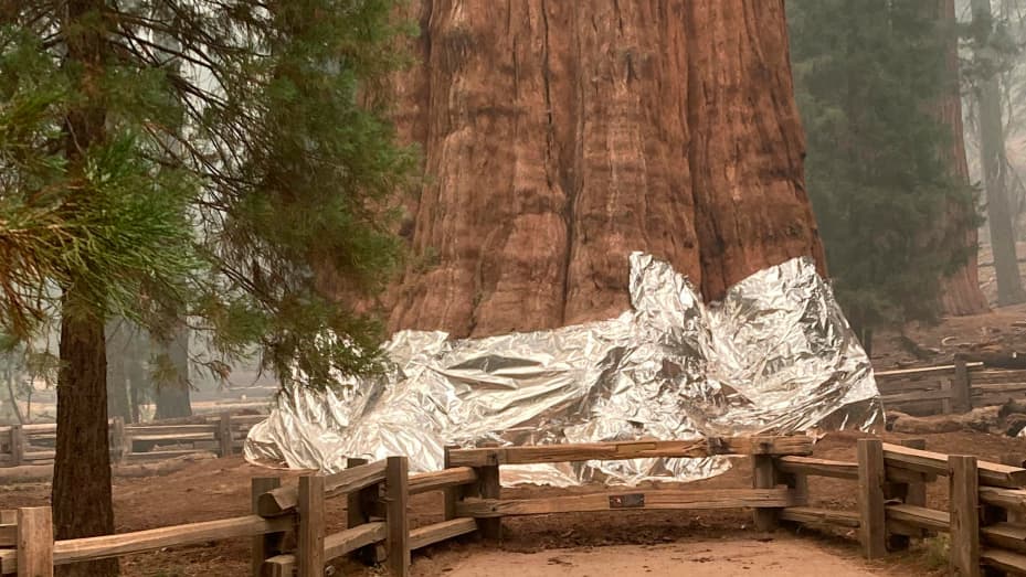 This photo provided by the Southern Area Blue Incident Management Team on Thursday, Sept. 17, 2021, shows the giant sequoia known as the General Sherman Tree with its base wrapped in a fire-resistant blanket to protect it from the intense heat of approach
