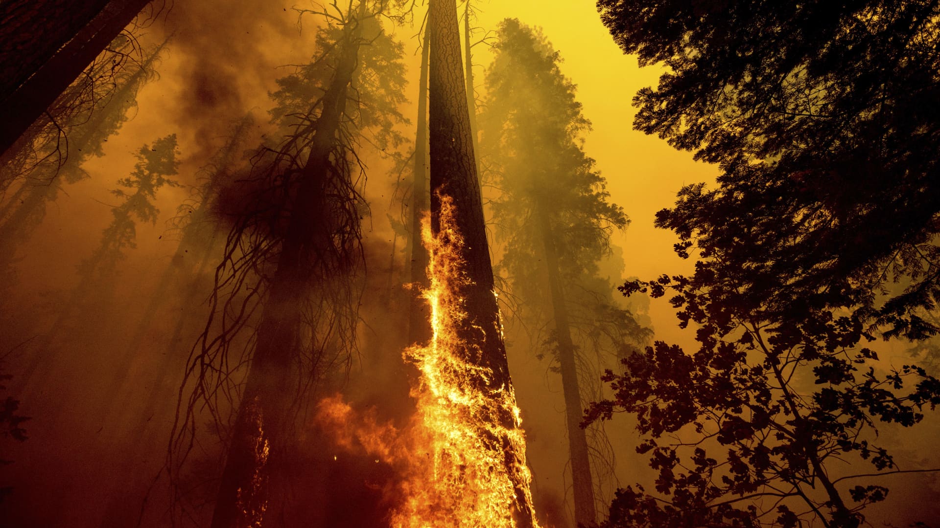 Flames lick up a tree as the Windy Fire burns in the Trail of 100 Giants grove in Sequoia National Forest in California, Sept. 19, 2021.