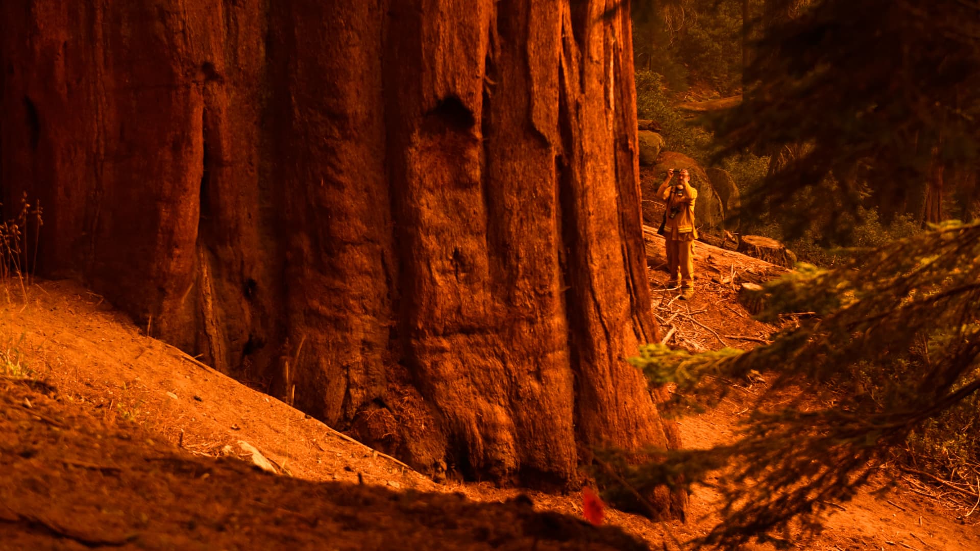 A photographer takes pictures at the base of giant sequoia trees in the Lost Grove along Generals Highway north of Red Fir during a media tour of the KNP Complex fire in the Sequoia National Park in California on Sept. 17, 2021.