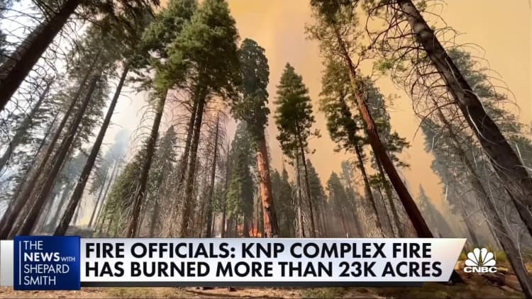 Fire crews rush to save giant sequoia trees