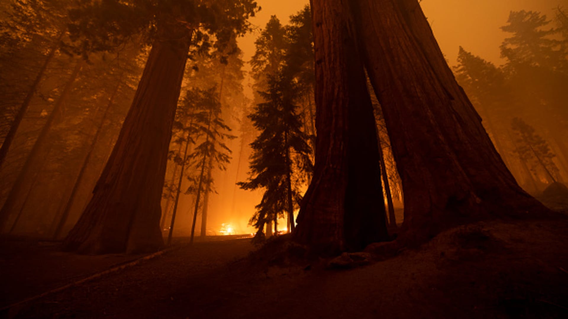 The Windy Fire blazes through the Long Meadow Grove of giant sequoia trees near the Trail of 100 Giants overnight in Sequoia National Park, near California Hot Springs, California, on Sept. 21, 2021.