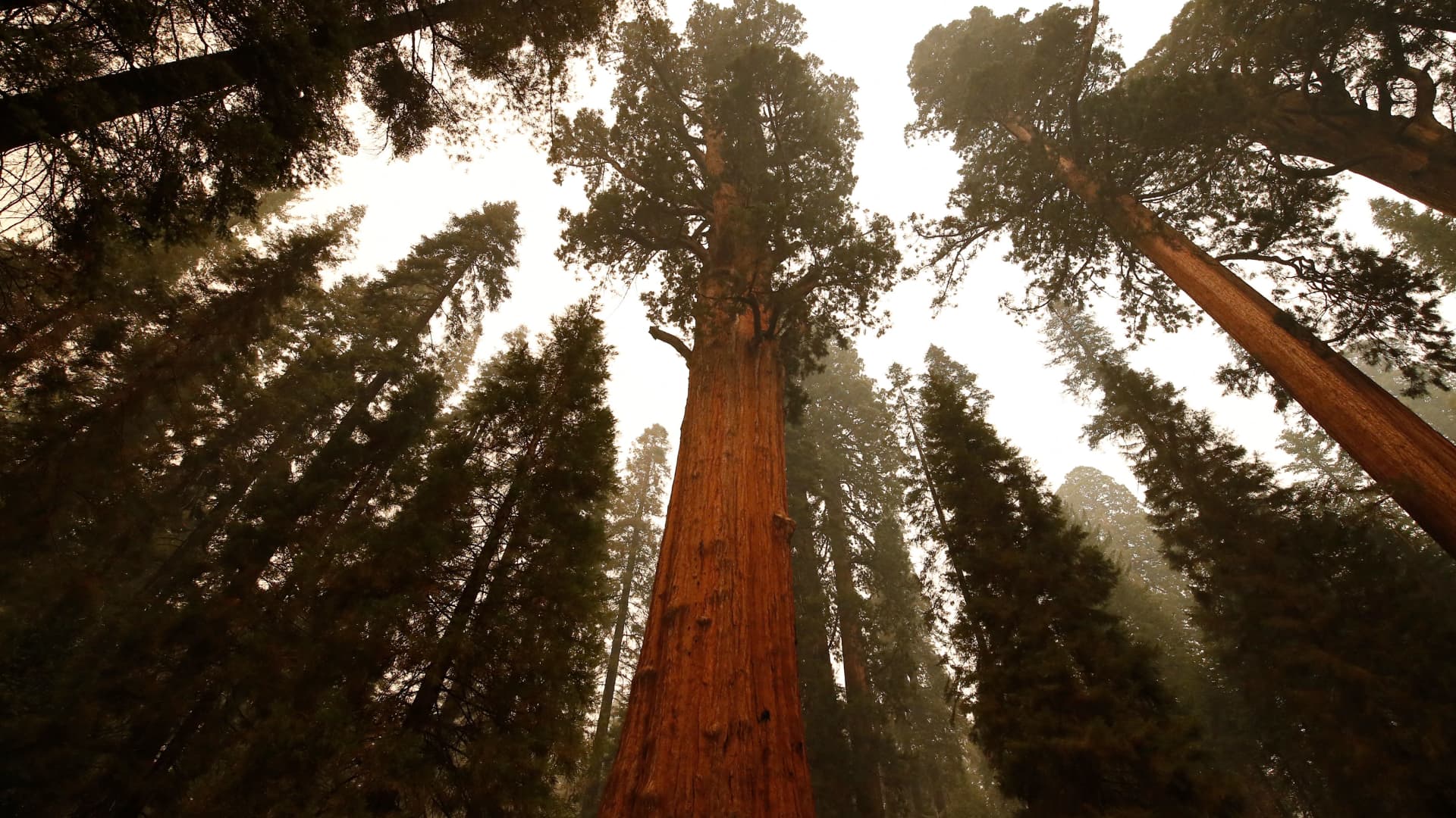 The historic General Sherman tree, which was saved from fires, is seen at Sequoia National Park, California, Sept. 22, 2021.