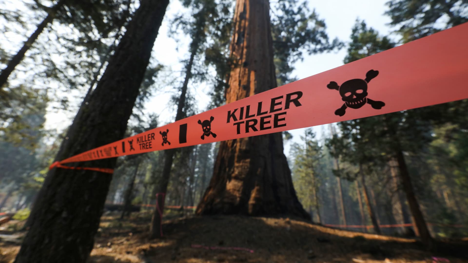 A huge tree is marked unsafe by firefighters as the Windy Fire burns in Sequoia National Forest near California Hot Springs, California, Sept. 21, 2021.