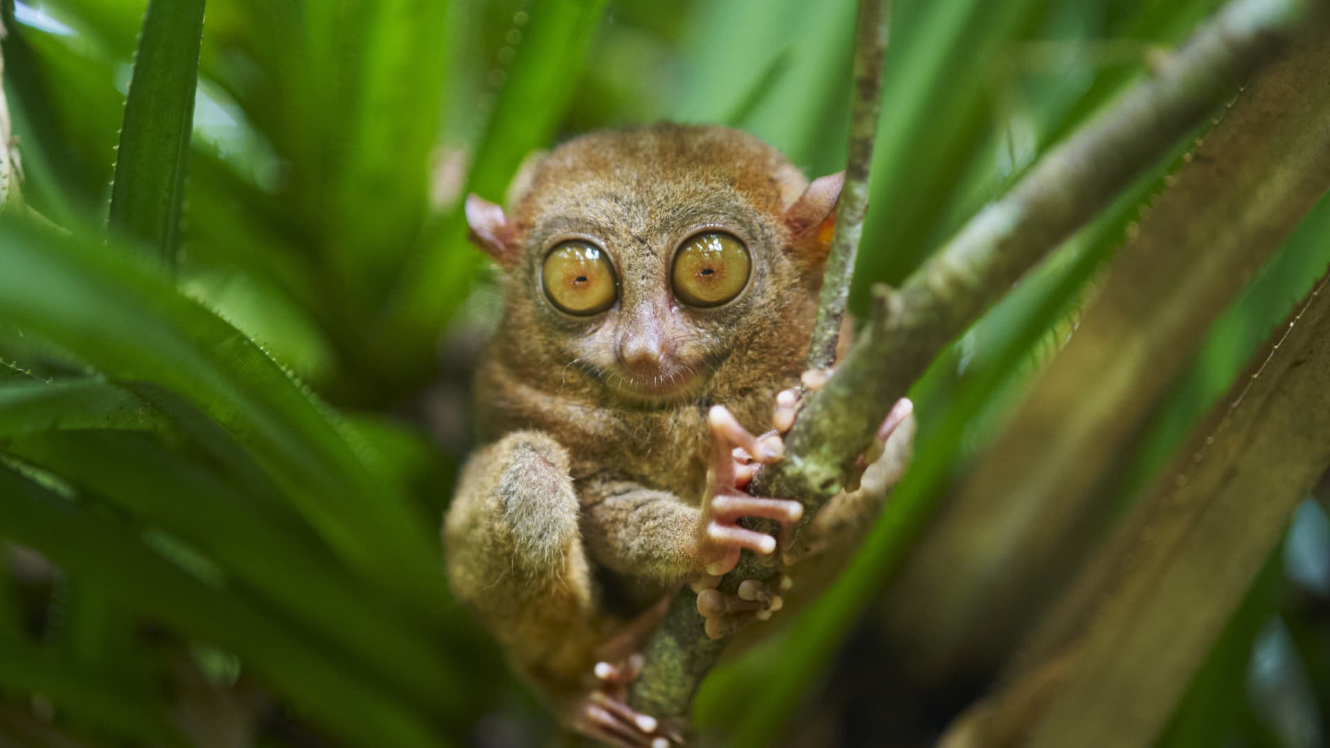 Tarsiers are tiny and can fit inside a human hand, though tourists are cautioned not to touch them.
