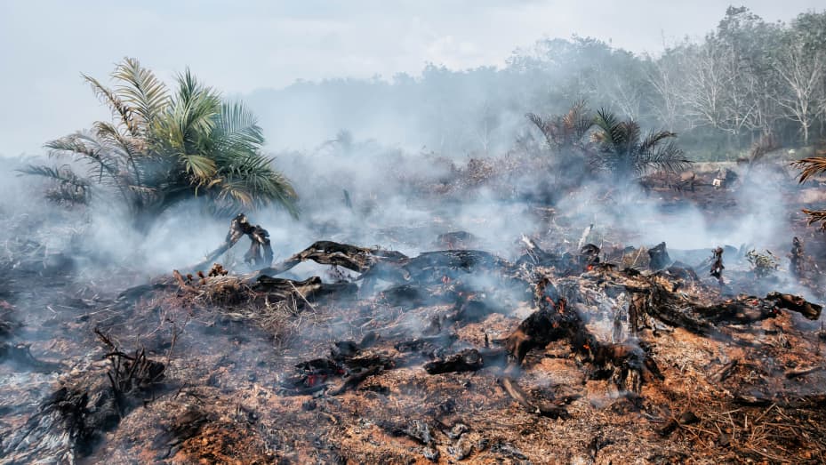 View of the burnt down forest in Meulaboh, Indonesia.