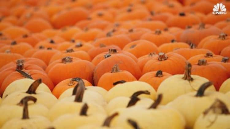 Supply-chain challenges plague pumpkin patch