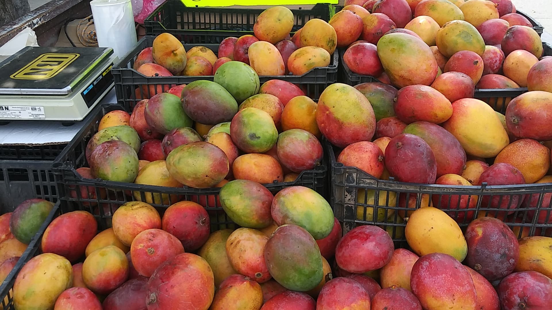 Love mangos? They’re grown all over Mexico and really are “cheaper by the dozen!” This vendor near me was selling them for less than 50 cents a pound. 