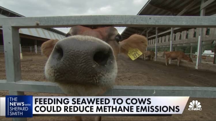 Cow gas warms the planet, so farmers try seaweed feed