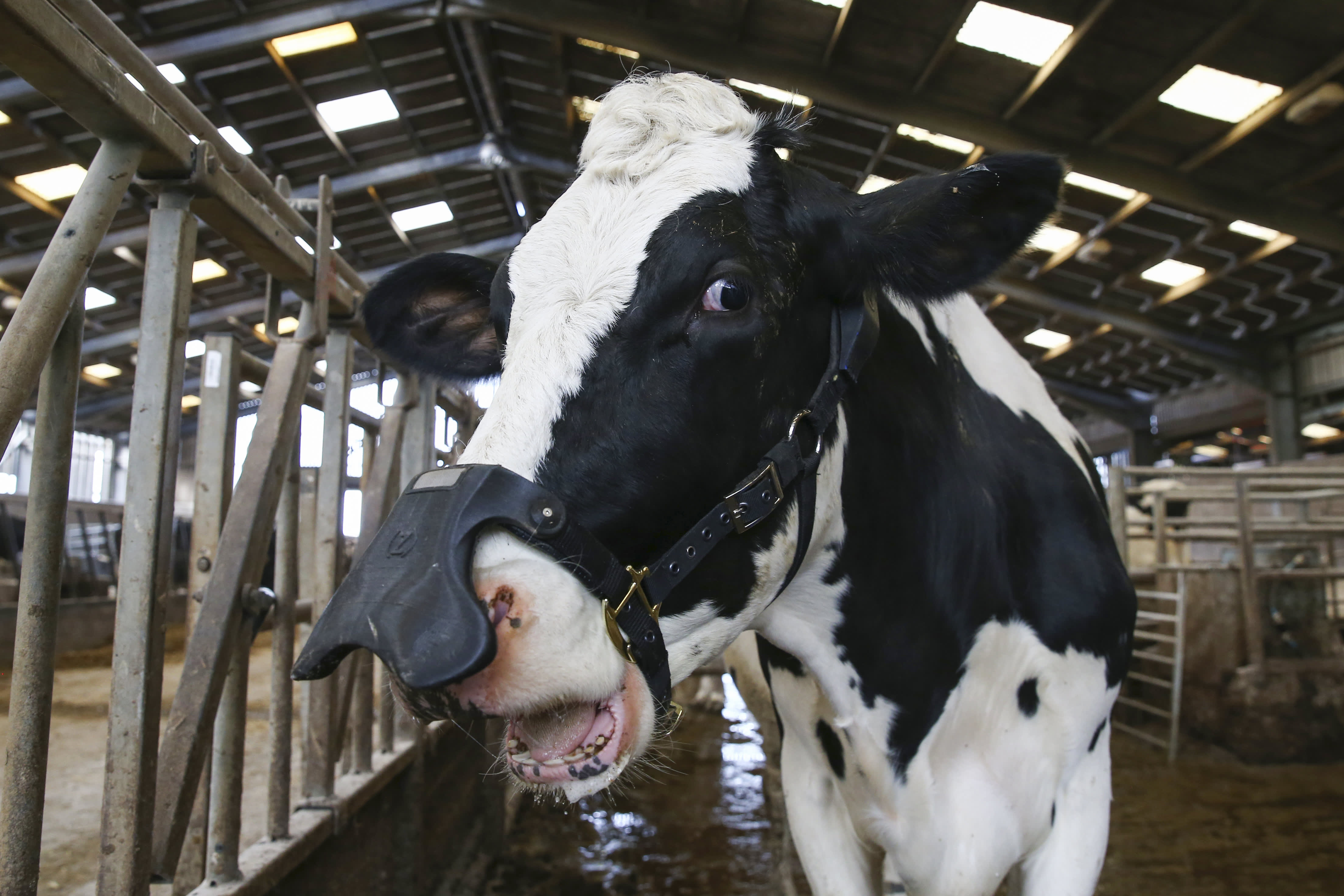 Seaweed could help cows contribute less to climate change