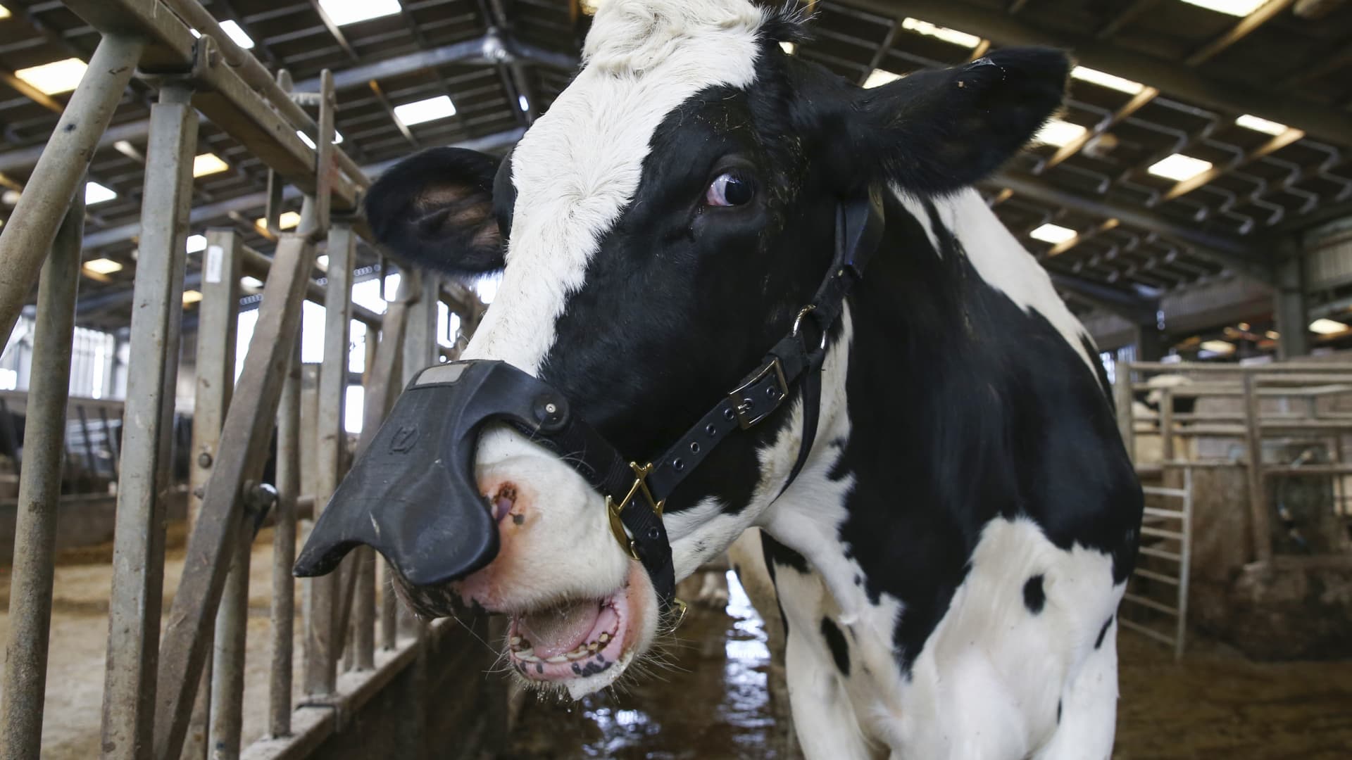 A dairy cow fitted with a wearable methane reducing mask, developed by Zelp Ltd., stands in a barn at a farm in Hertfordshire, U.K., on Friday, Feb. 21, 2020.