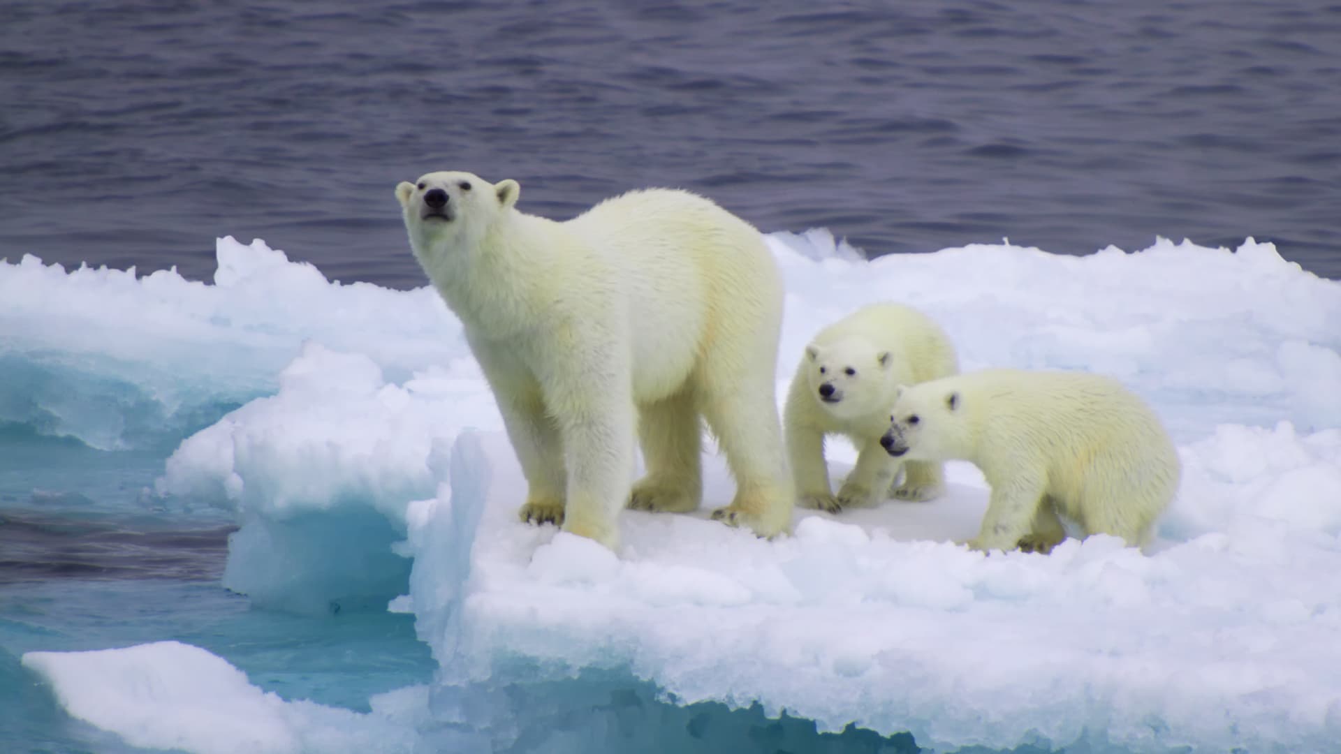 Female polar bear with her two cubs on drifting iceberg in Barents Sea, Russia.