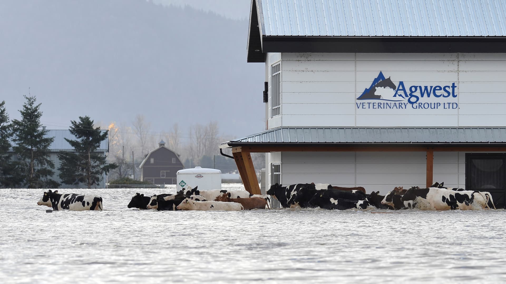Cows are seen stranded due to widespread flooding in Abbotsford, British Columbia, Canada November 16, 2021. REUTERS/Jennifer Gauthier