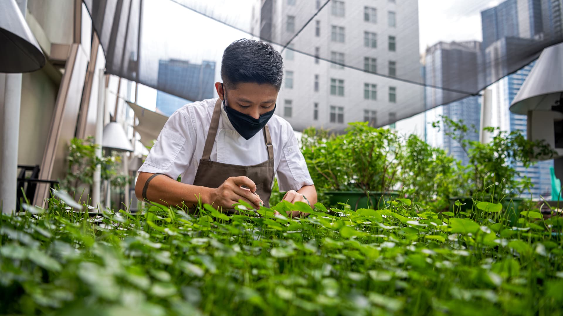 Executive sous chef Carlos Villaflor harvests fresh greens from Gallery by Chele's terrace.