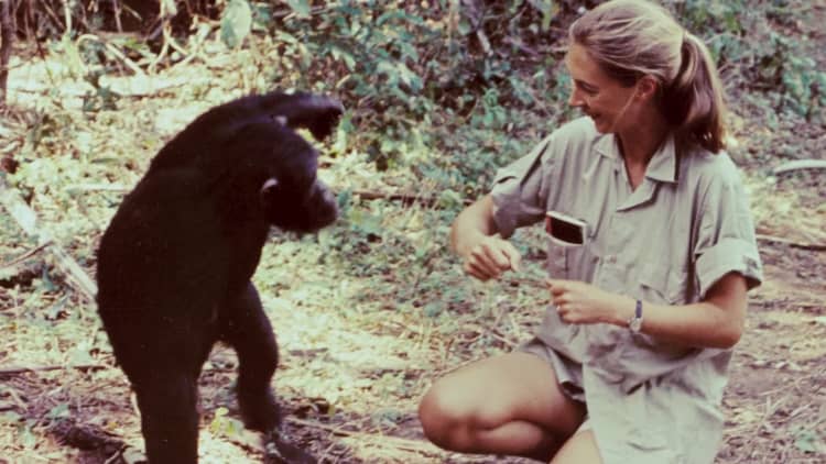 'Why wouldn't I name them?' Jane Goodall on why she defied convention when studying chimpanzees