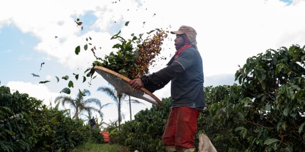 Coffee production hurts the planet. Scientists think they may have another way