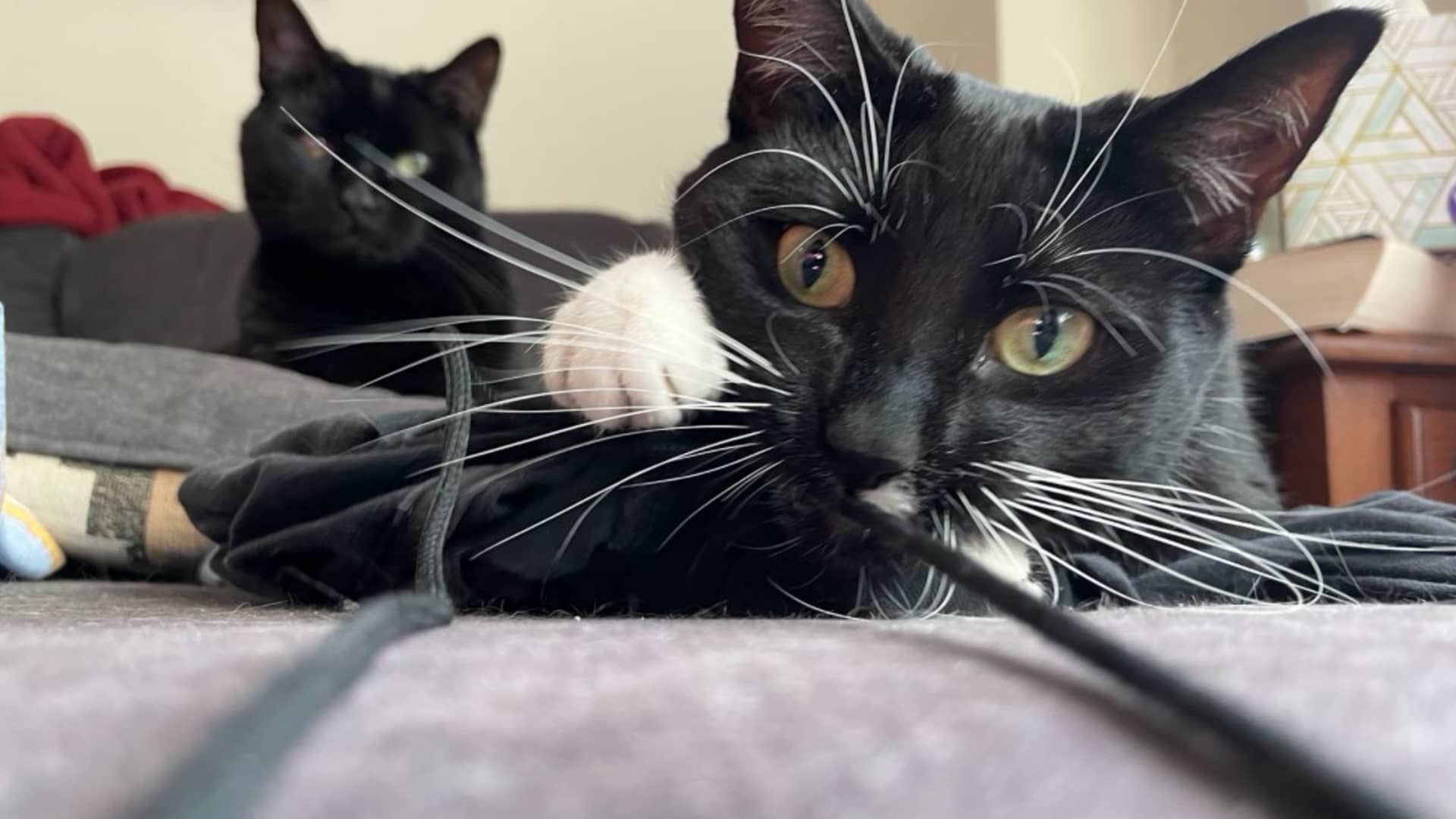 Evan Coleman, a software engineer, said his internet-connected cat litter box was taken offline by the AWS outage. Luckily, his cats Leo (left) and Luna (right) didn't starve.