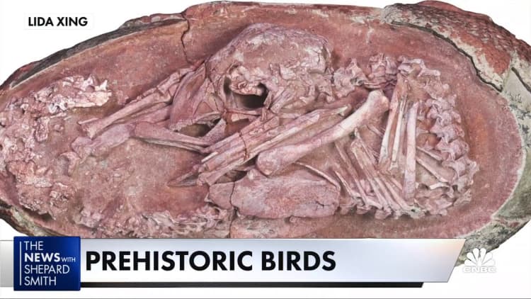 Scientists discover ancient fossil with link to modern birds